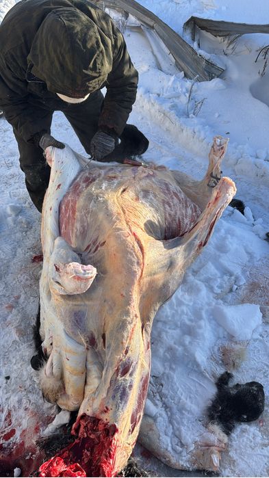 Мясо говядины частями ачқтап