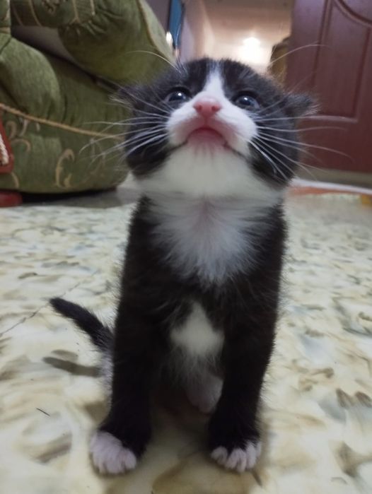 Отдам котят в хорошие руки