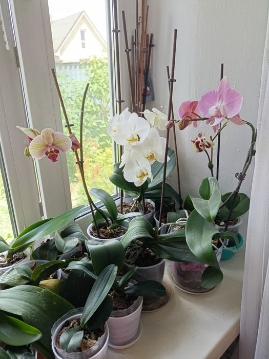 Цветы орхидеи много