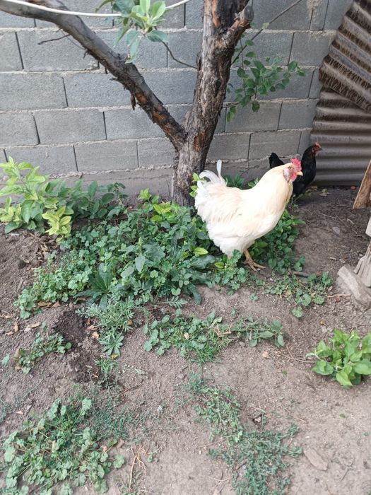 Продам петуха домашнего