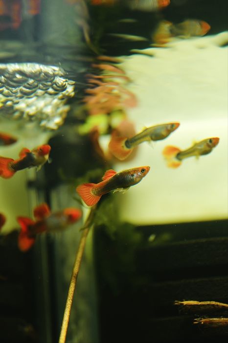 Guppy ret. Tuxedo Red koi Linie