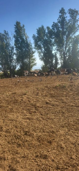 Продам дойных коров 60 голов