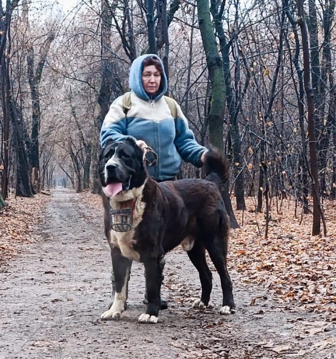 Среднеазиатская овчарка