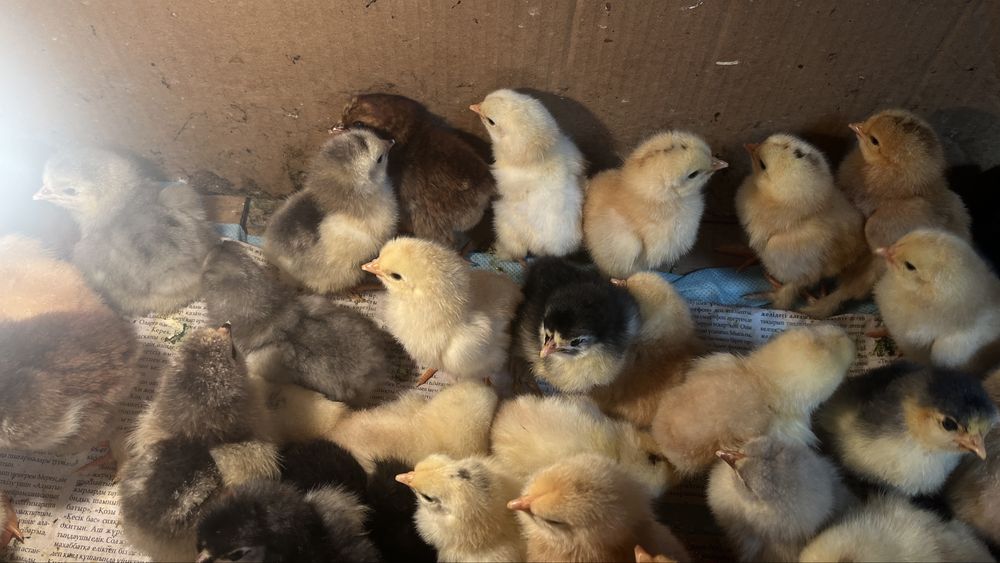Продам домашних цыплят породы Брама