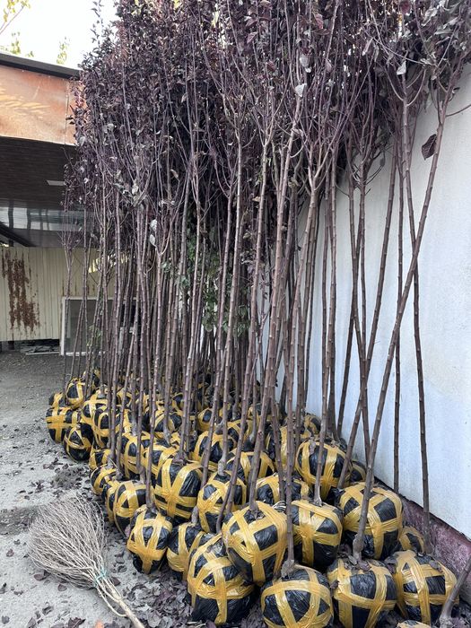 Слива писард Sliva pisard