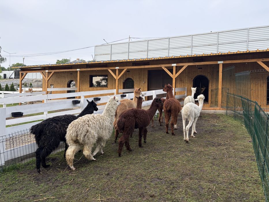 Alpaca de vanzare/femele/masculi/pui