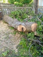 Lemn nuc Bistrița