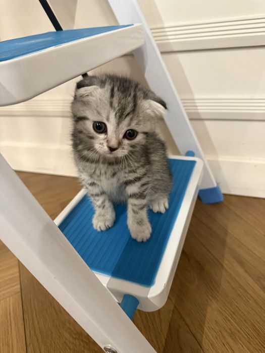 Шотландская вислоухая кошка