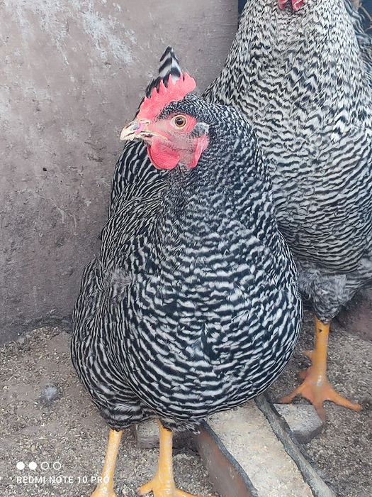 Разплодни яйца от Амрок