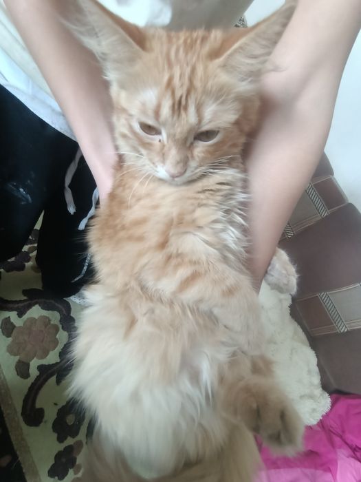 Котенок Мейн Кун