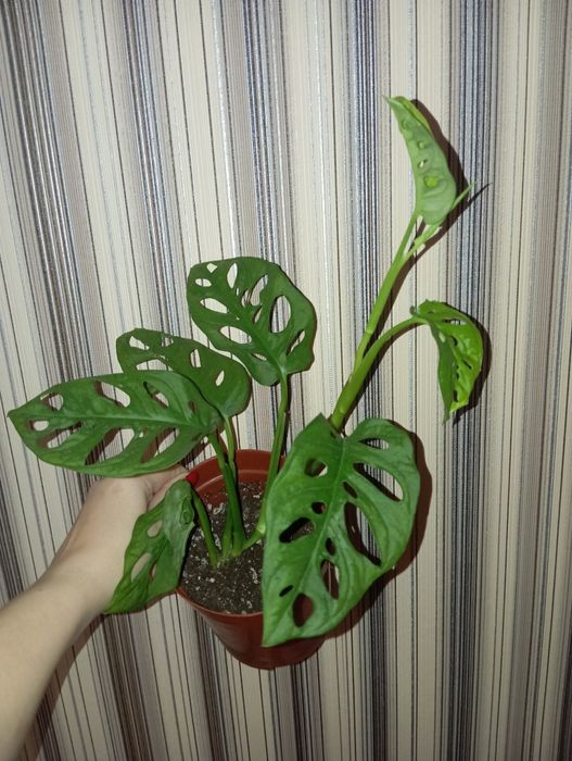 Монстера Манки Адансон