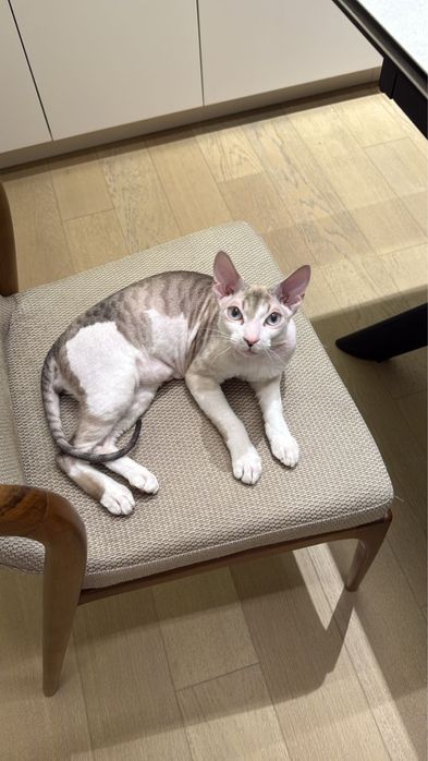 Объявление о вязке кота