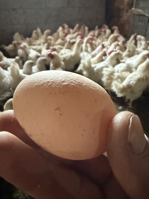 Куры несушки Декалбы