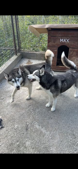 Caine husky siberian - femela 6 saptamani - vaccinati si deparazitati