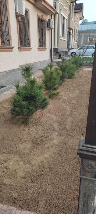 Газон ландшафт дизайн