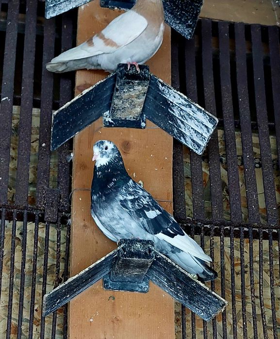 Vand porumbei  jucători rolleri birmingham