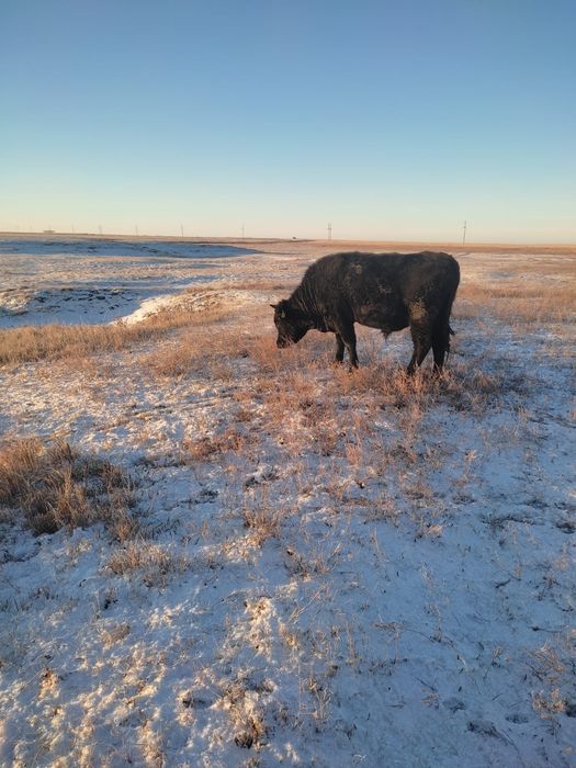 Продам бычков 10 голов