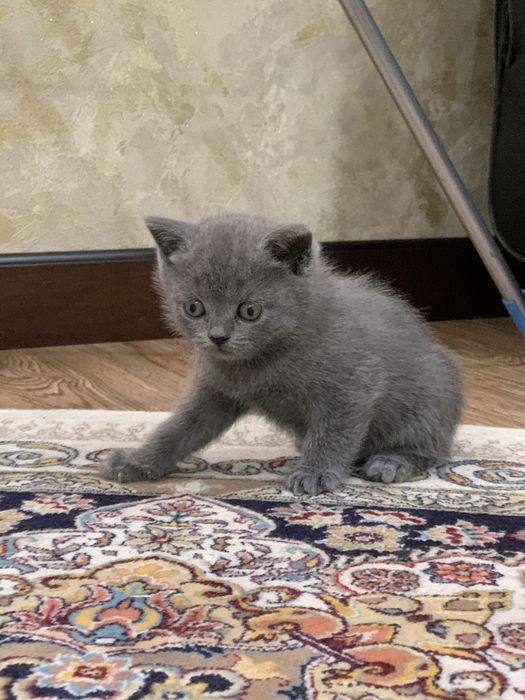 Продается котенок 1,5 месяца порода шатланская веслаухая