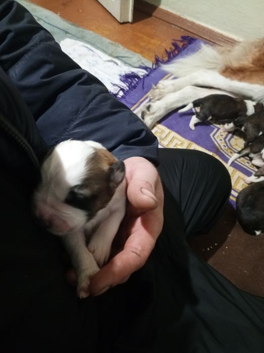 Щенки Московской сторожевой