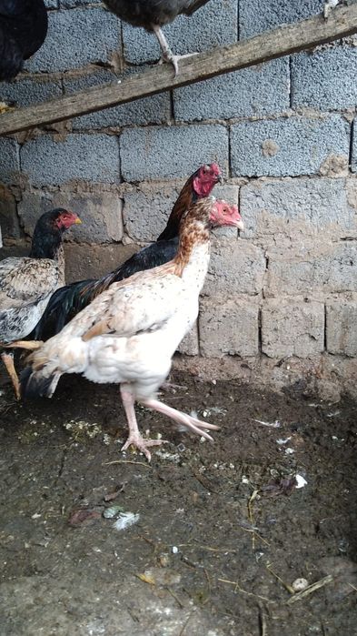 Бойцковый  Бабахы семеика сатылады 2+1