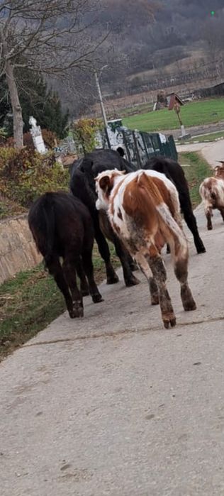2 tauri și o mânzată