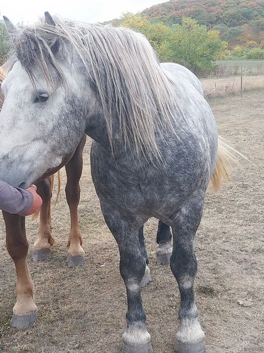 Vând armăsar de 5 ani