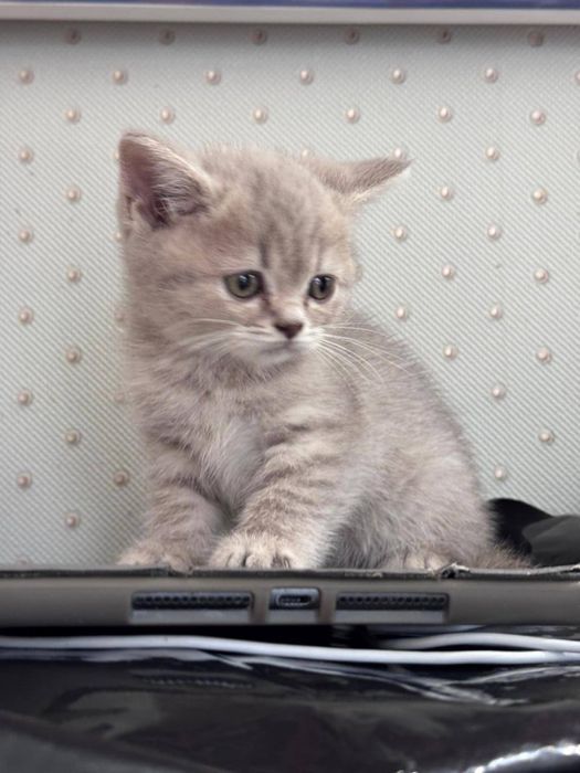 Котёнок британка