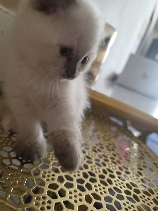 Котята мимишные.