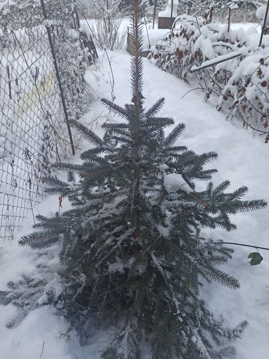 Ёлка сизая из Европы