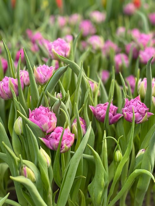 Тюльпаны оптом и в розницу