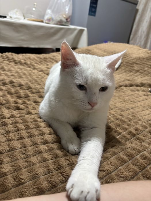 отдам в хорошие руки кота