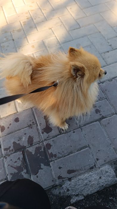 Кобель для вязки