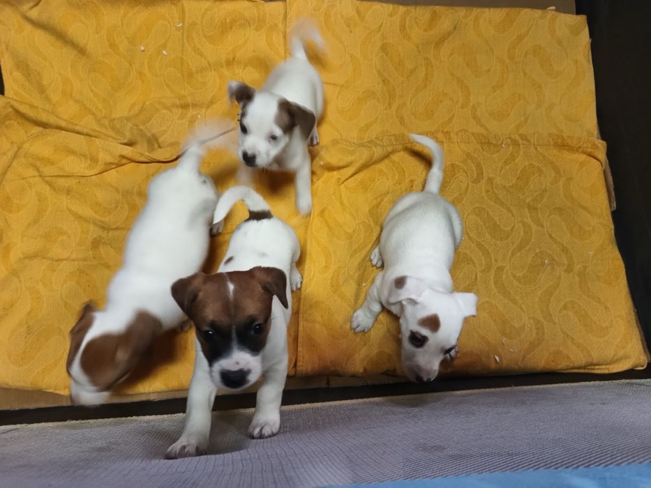 Джак Ръсел мини