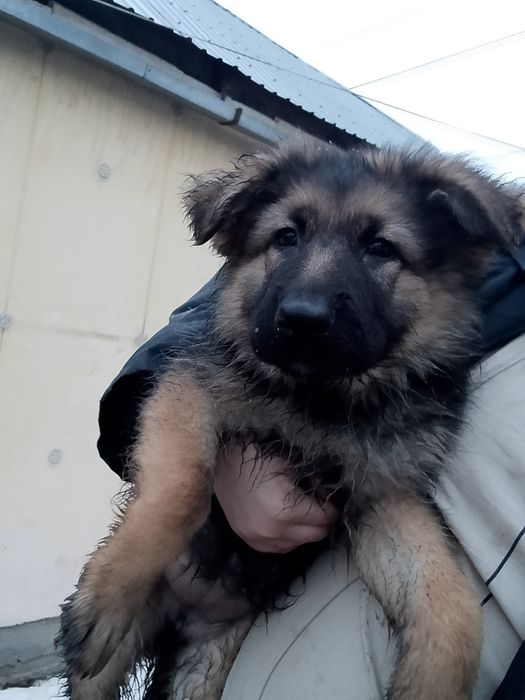 Продаём щенков немецкой овчарки