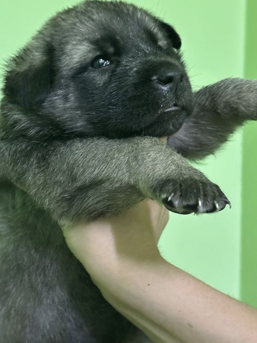 Щенки крупной собаки в добрые руки