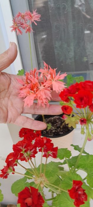 Цветы Щучий хвост