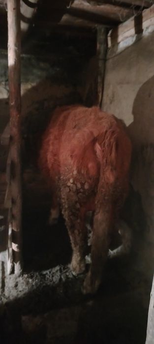 Ірі қара мал бұқа