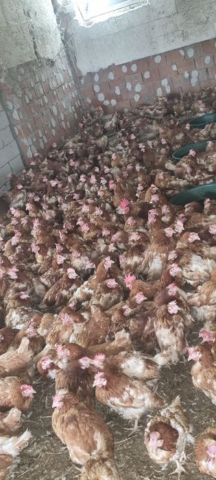 Vând 20+ găini ouătoare (11 luni) - Preț negociabil