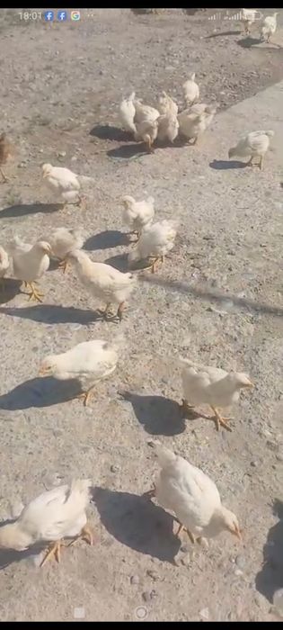 Тауықтар сатылады 45 күндік