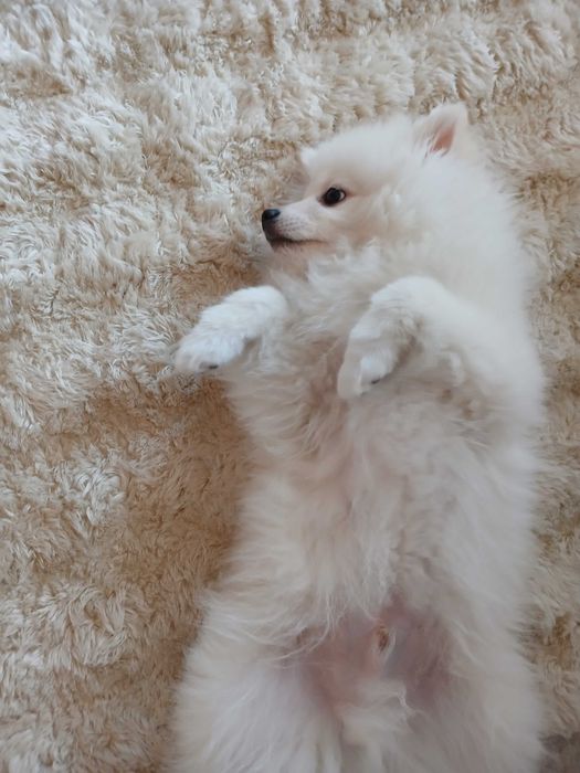 Померан шпиц на 3 месеза