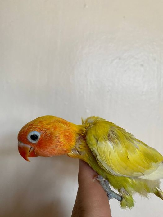 Ручной неразлучник попугай