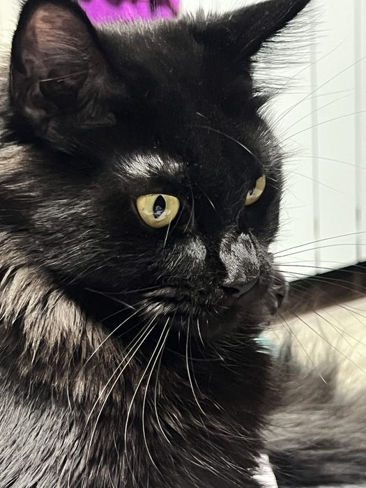 Продам Мейн Куна девочку