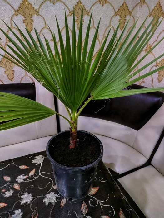 Растения. Есть доставка