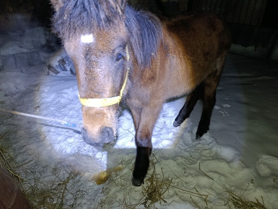 Жабагы Жабағы Тай