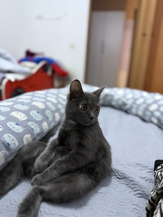 Отдадим нашу милую Бусю