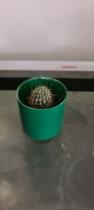 Кактусы саженцы.