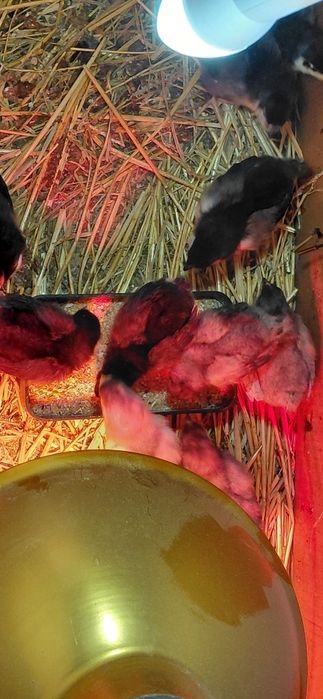 Pui australorp albastri si negri de o zi