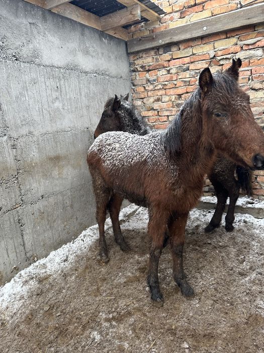 Жабағылар  еркек