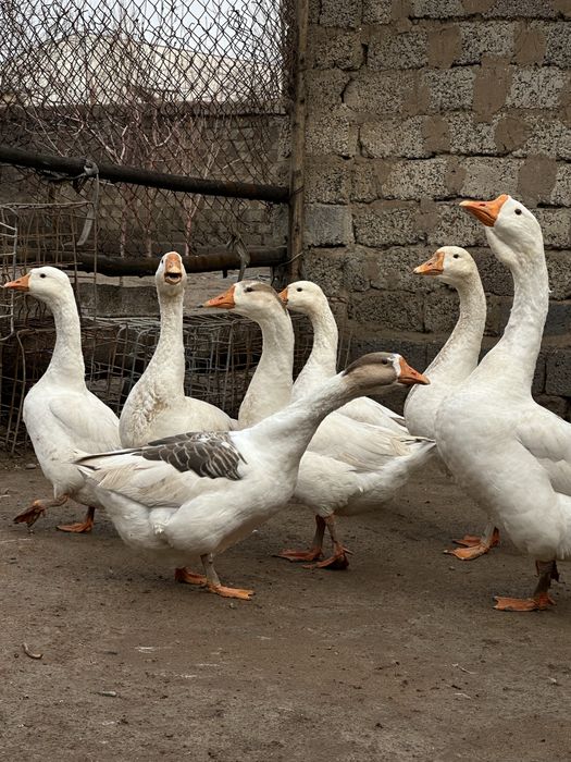 G’ozlar sotiladi 10-ta