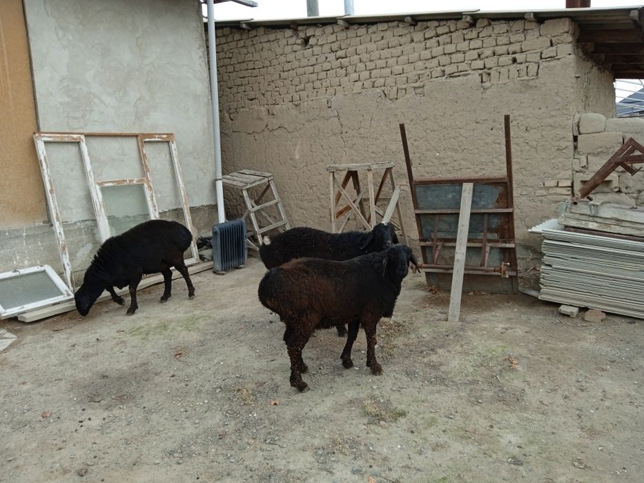 Койлар  сатылады